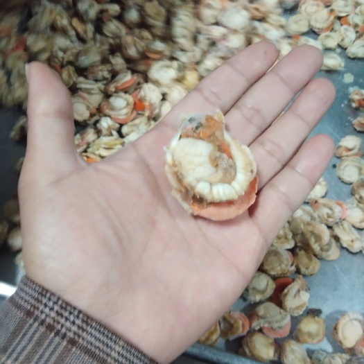 荣成市冷冻扇贝肉 扇贝肉