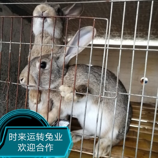 汝城县杂交 兔子 比利时兔 种兔/种苗  中华黑兔/伊拉兔