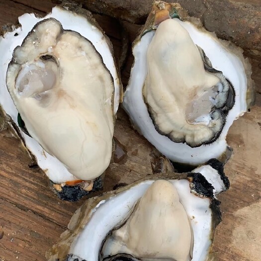 珠海珠海生蚝 海水 鲜活水产