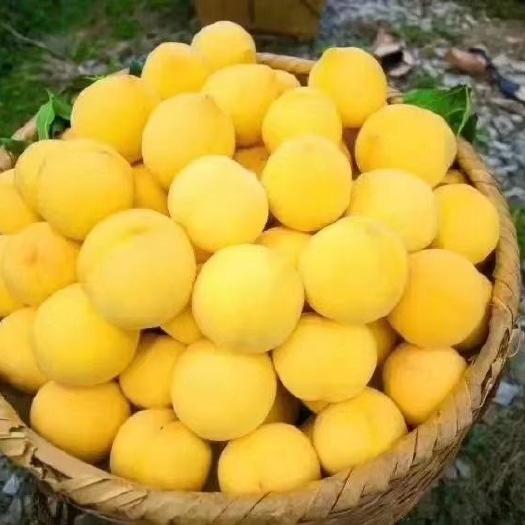 炎陵县 湖南炎陵黄桃