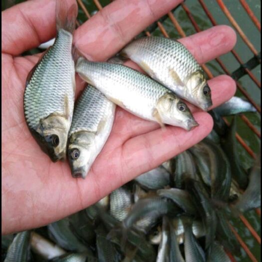 正安县 鲤鱼，大量出售各类鱼苗，包送货上门，货到付款
