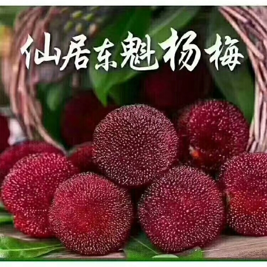 仙居县 仙居正宗杨梅仙居和友杨梅合作社自产自销东魁杨梅上市了