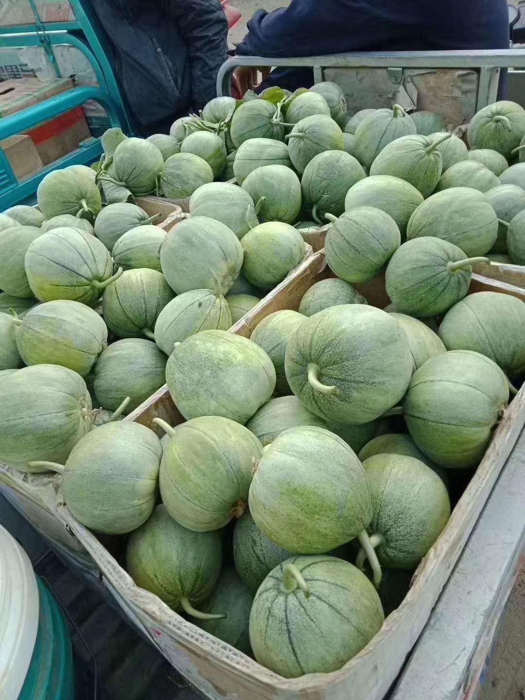 绿宝石甜瓜 绿皮绿肉!脆!甜品相好!质量优