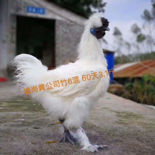 广州白凤乌鸡苗 快大竹丝鸡
