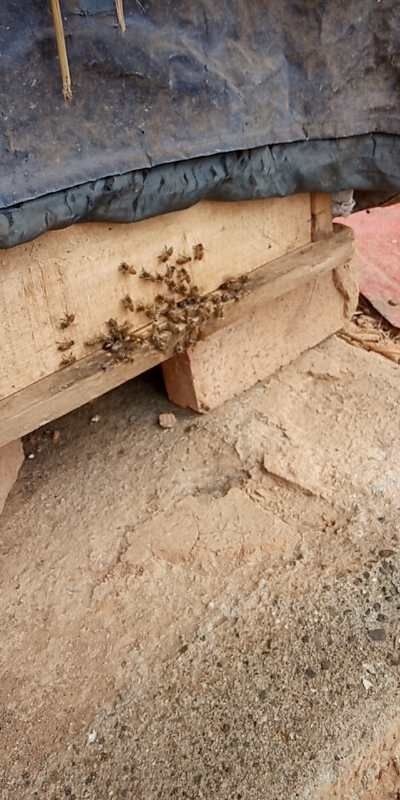 绵阳 出售自己家的蜂蜜，保证正品，保证质量，假一赔十