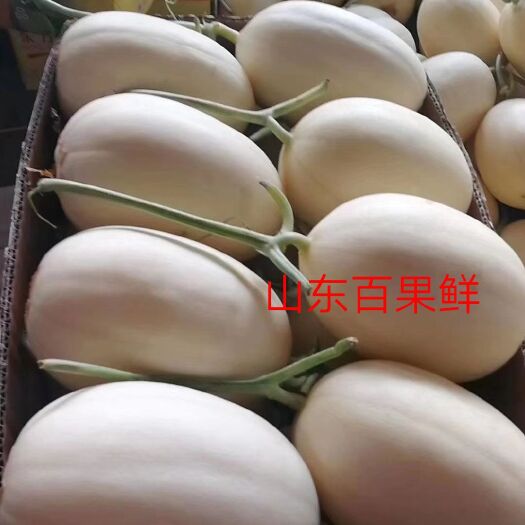 莘县东方蜜甜瓜  东方蜜、哈密瓜、羊角蜜、绿宝等全系列甜瓜，原产地代收、代办