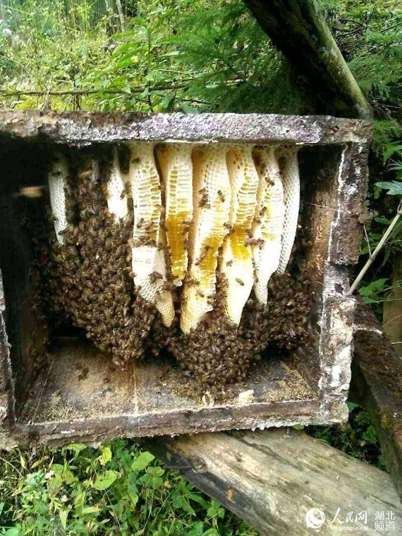  纯蜂蜜，如有假以一赔十，诚信第一，质量保证。
