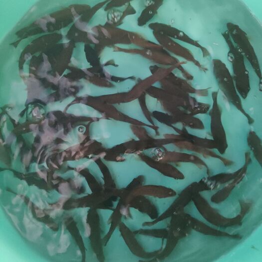 文昌市 东星斑中苗13～15筛