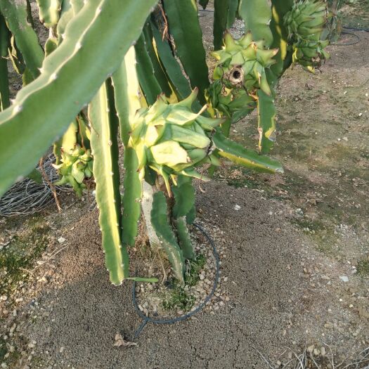 遂溪县 金都火龙果