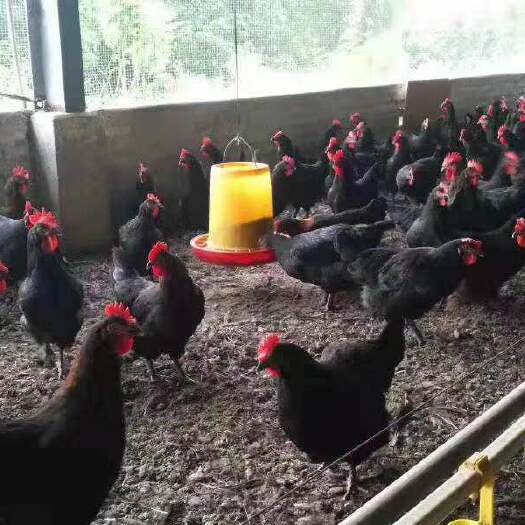 广州黑土2号鸡苗 诚信经营  品质保证