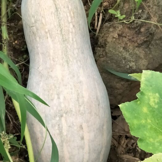 河口县 又甜又糯的蜜本南瓜。