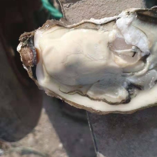  大连蚝，乳山蚝，牡蛎批发，生蚝批发