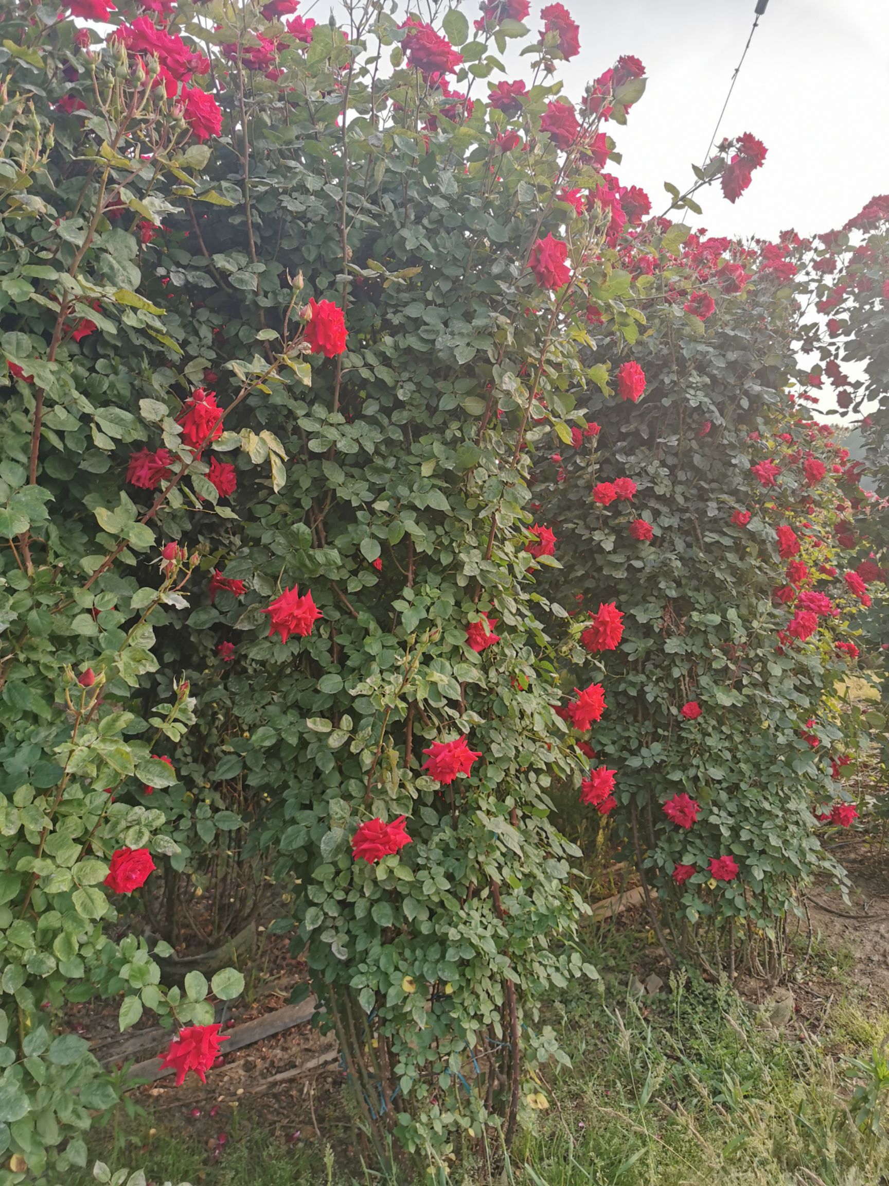 藤本月季  月季花墙花柱