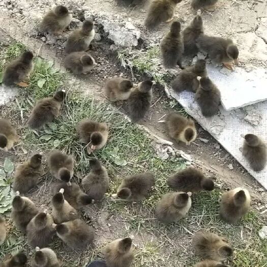 高邮市 高邮麻鸭苗番鸭苗黑腚金鸭苗等