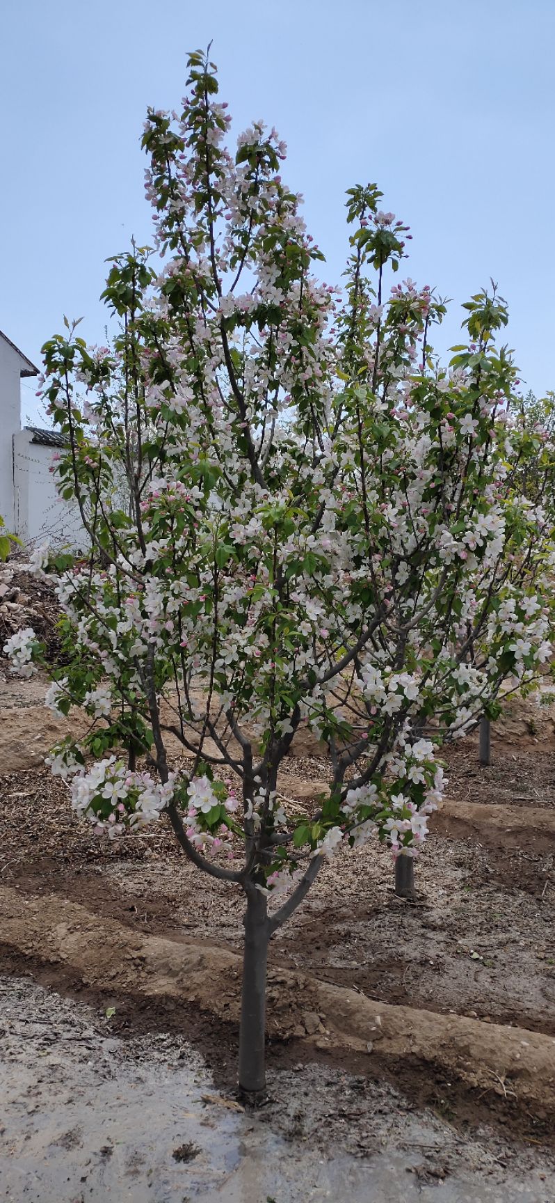 八棱海棠看花吃果  八棱海棠树开花香飘十里