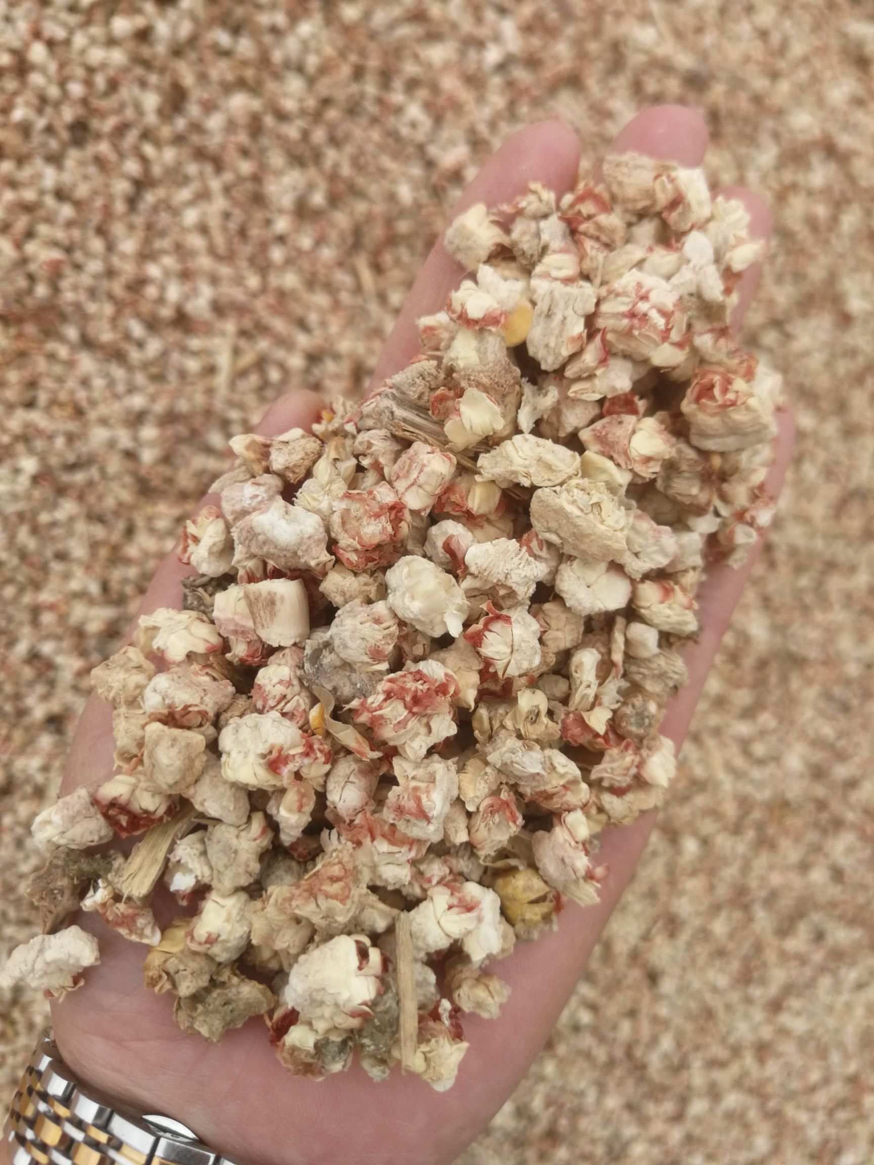 玉米芯