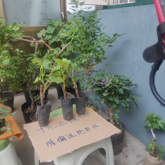兰陵县 十元三颗阳光玫瑰葡萄苗包邮
