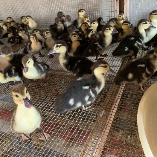 南宁 黑番鸭 黑番 番鸭 黑洋鸭 脱温鸭苗