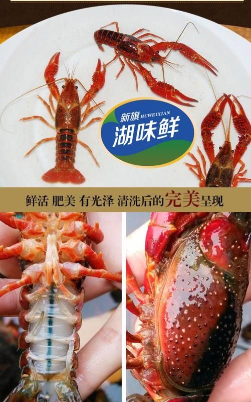 洪湖市 荆楚优品，湖味鲜，洪湖鲜活小龙虾