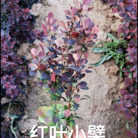 沭阳县 红叶小檗
