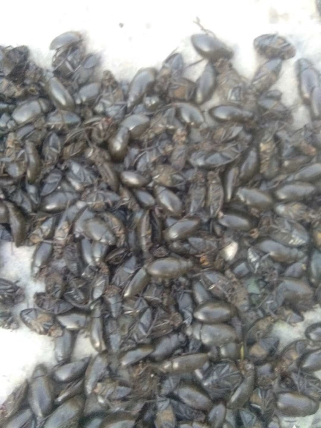 黑龙虱  活体黑龙虱