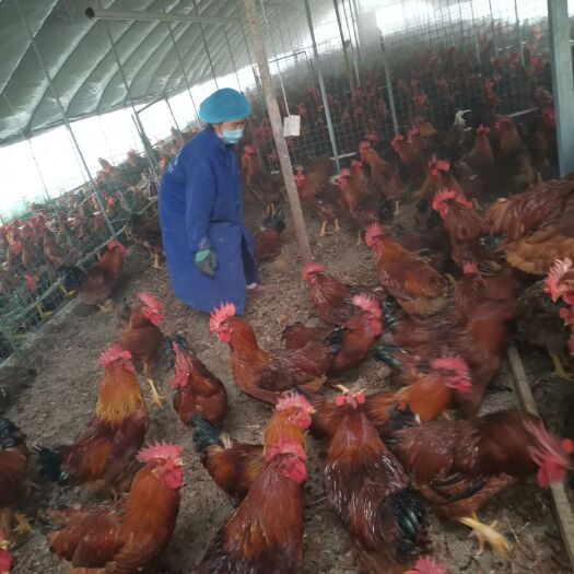 镇原县 大红公鸡重粮食的，