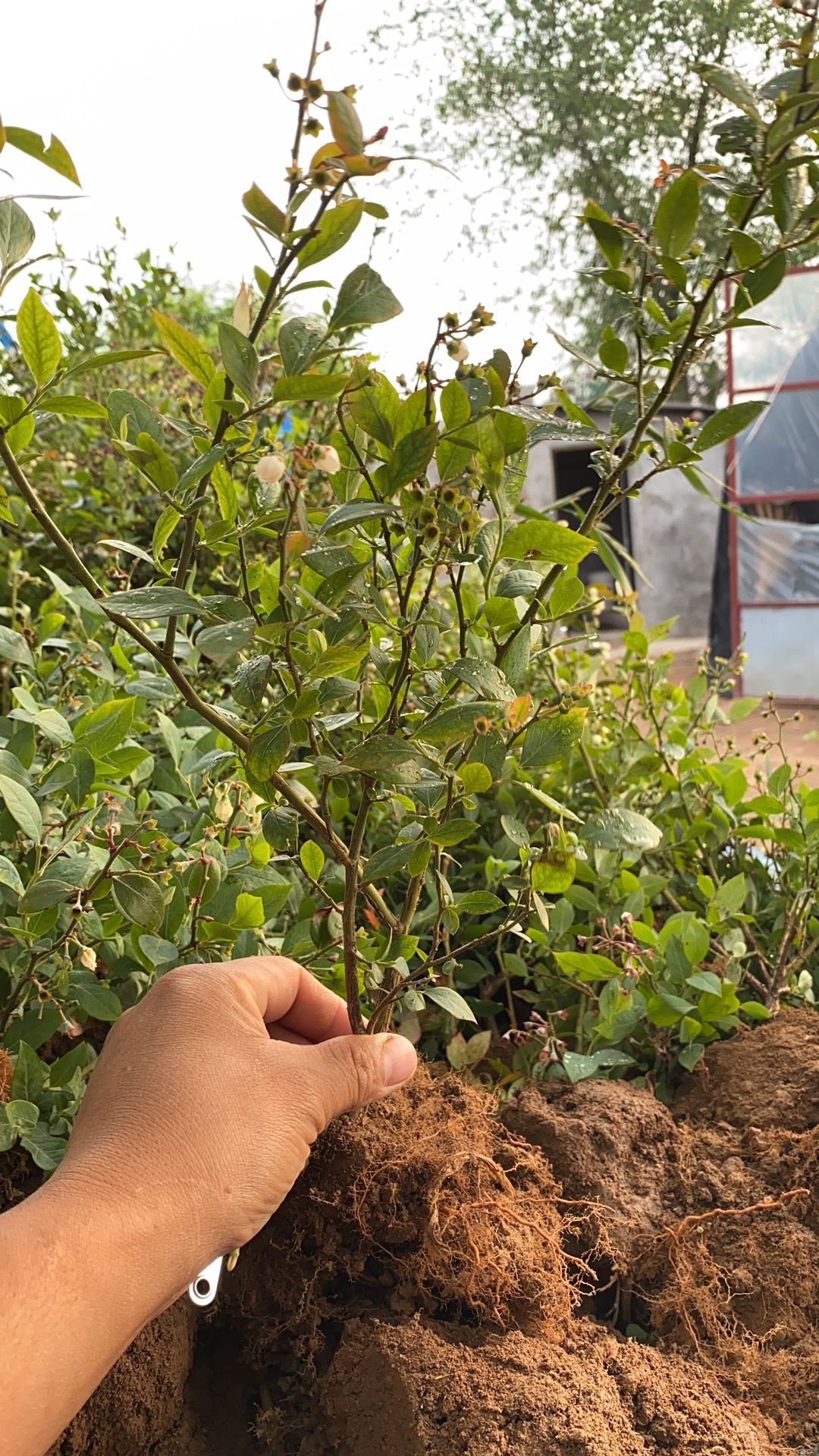 兔眼蓝莓苗 蓝梅苗 蓝梅盆栽,兔眼蓝梅