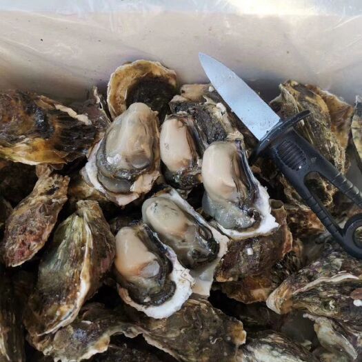 饶平县 当季牡蛎，网红高压锅生蚝
