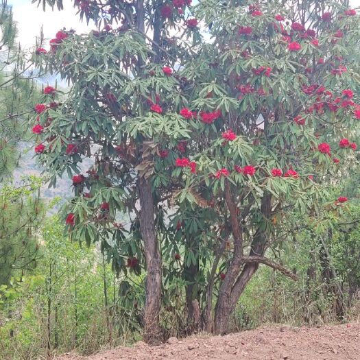 云龙县 高山杜鹃花