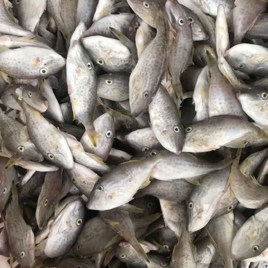 徐闻县深海海鲜 大量小剥皮有现货，批发的来，一百斤起