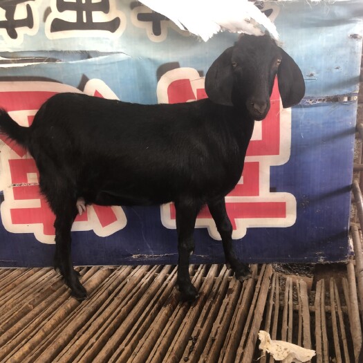 郓城县 努比亚黑山羊种羊肉羊羊苗 全国发货 免费运输 包回收包技术