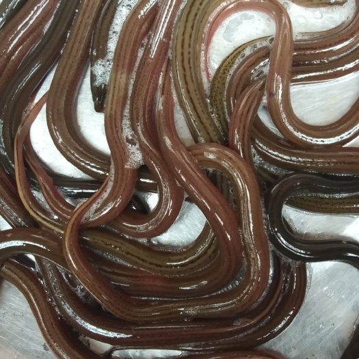 宣威市黄鳝苗，长势快，无病毒，肉质好，欢迎订购。
