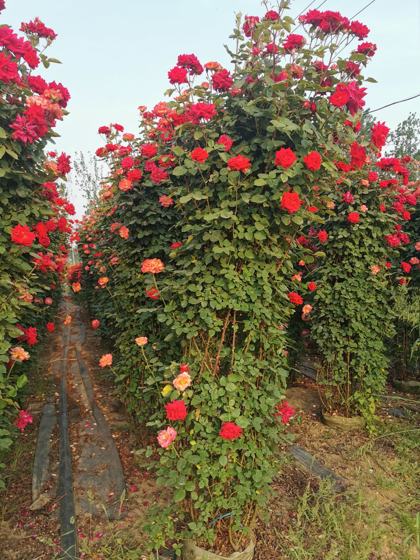 藤本月季  月季花墙花柱