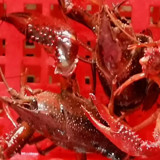 洪湖市 荆楚优品，湖味鲜 ，洪湖鲜活小龙虾