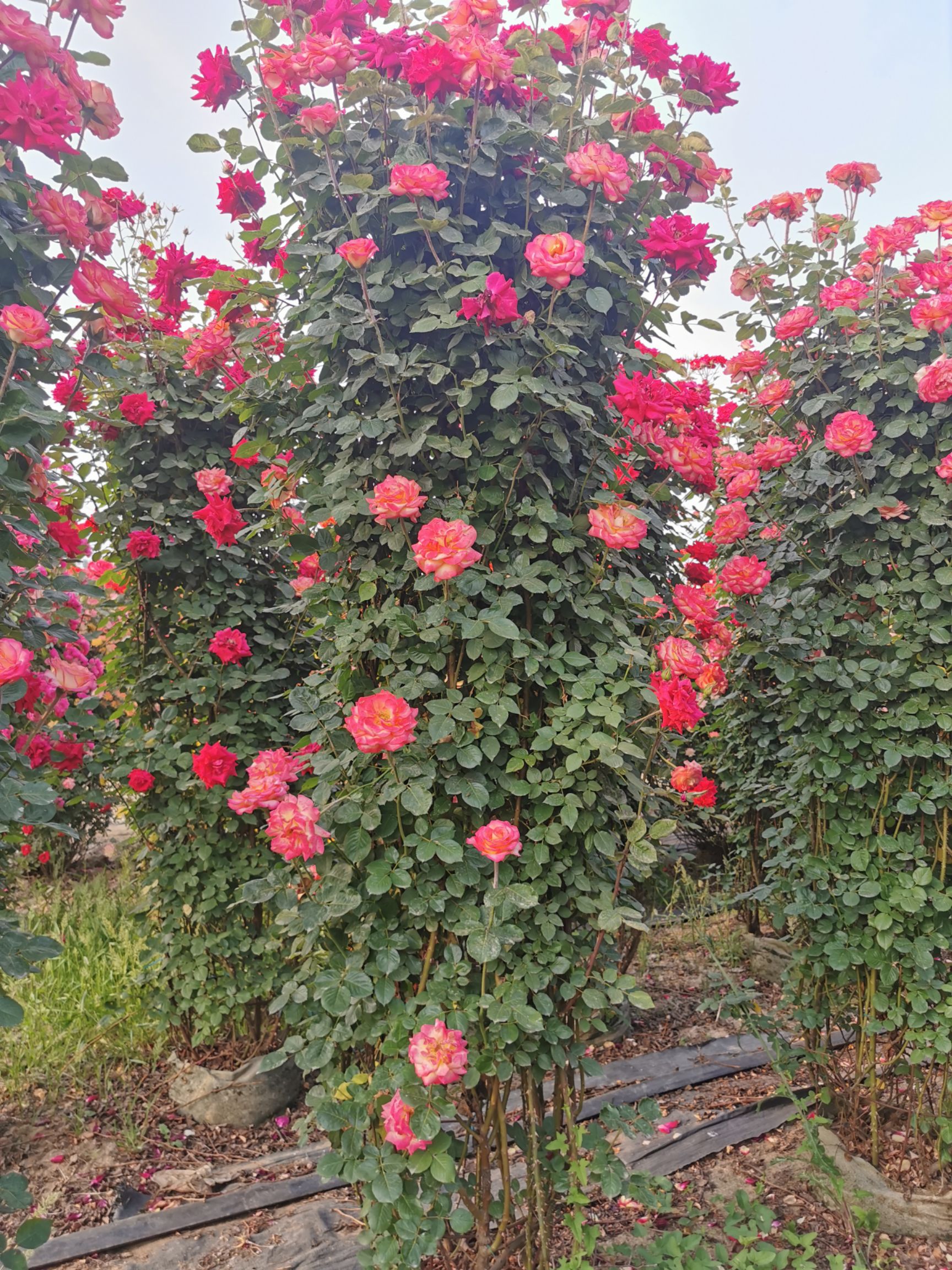 藤本月季  月季花墙花柱