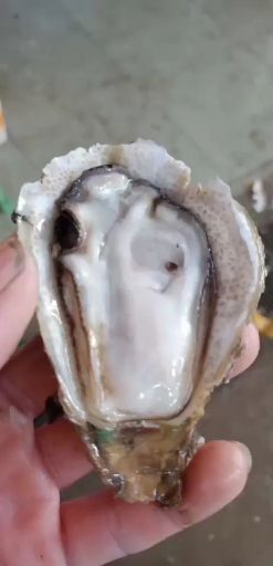 佛山珠海生蚝 珠海台山生蚝产地