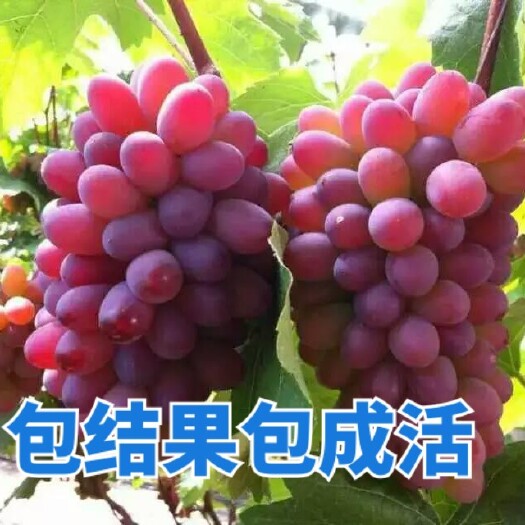 盖州市茉莉香葡萄苗