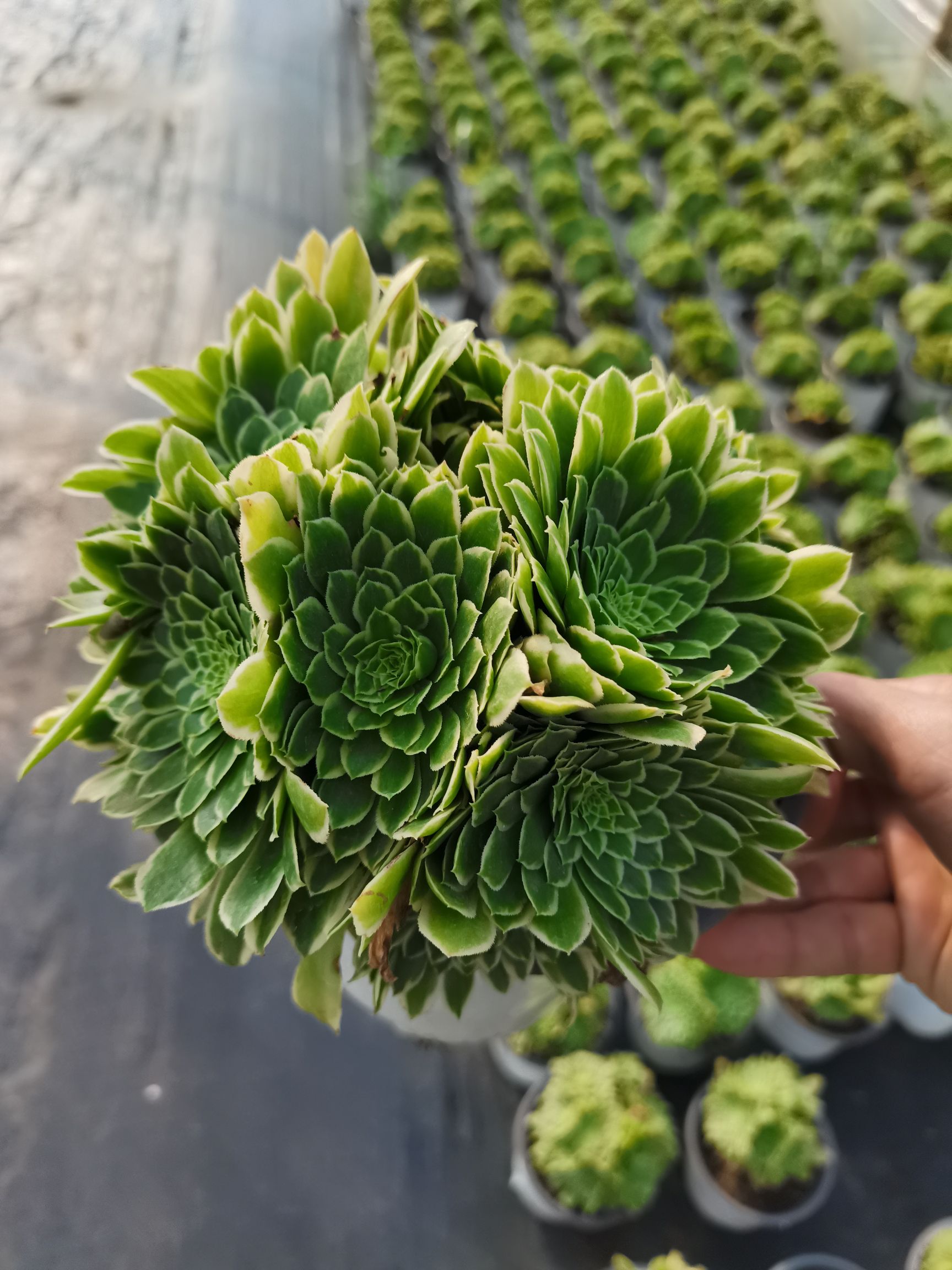  云南昆明《懿多肉园艺》基地直销翡翠冰多肉植物批发可混批
