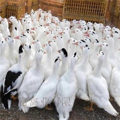 昆明 脱温大三花鹅苗 品种正宗 包活到家 疫苗齐全