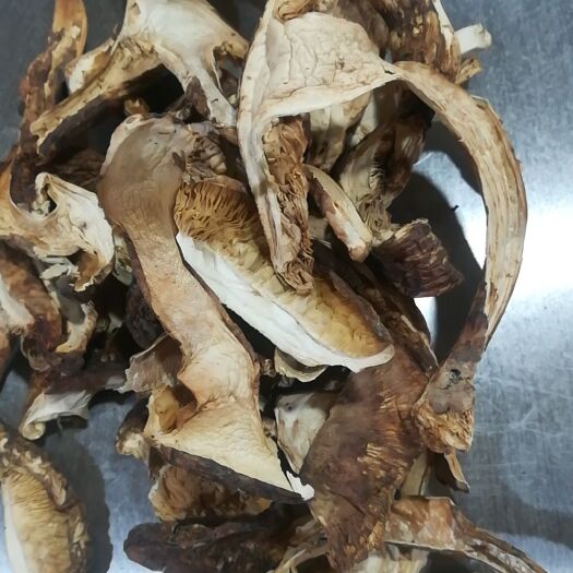 广州 川西藏区微开伞松茸