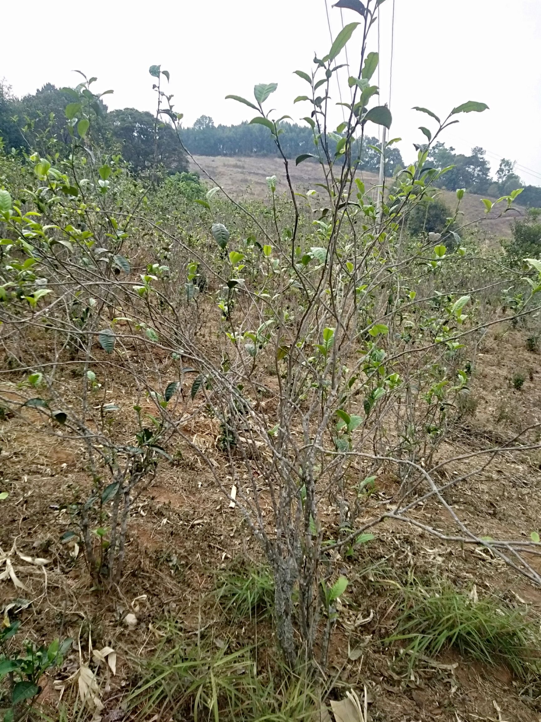 普洱生茶  自家茶园，小锅炒制。