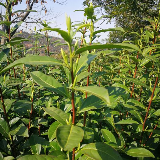 苏州明清前特级碧螺春茶