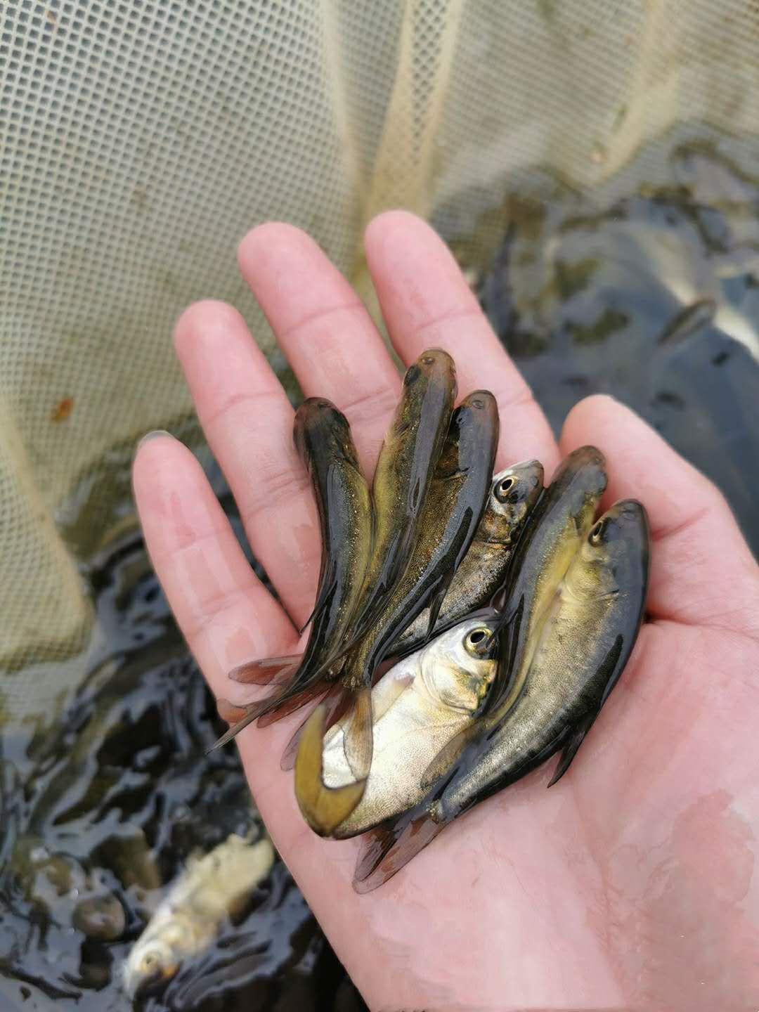 花鰱魚苗大頭魚苗提供技術保質保量全國接單批發發貨