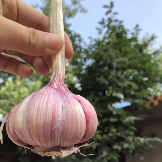 新沂市 大蒜