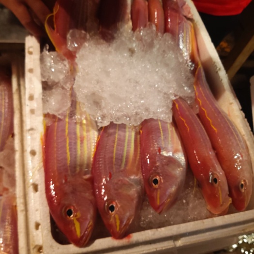 海口 海南钓口鱼