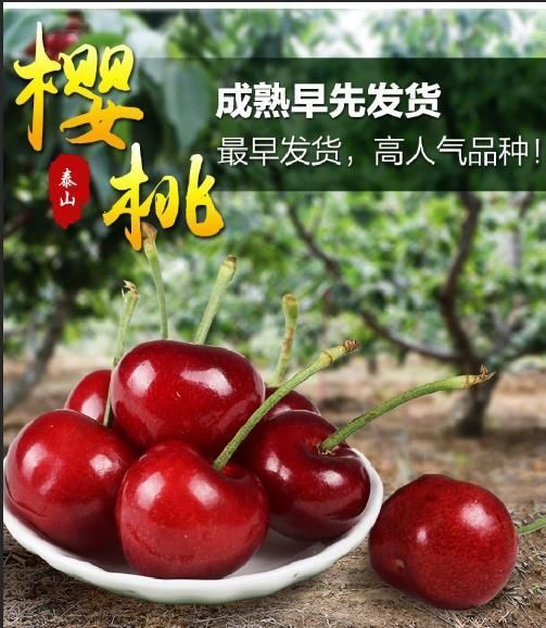 泰安早大果樱桃 早大果红灯美早