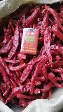 望都县干线椒  二荆条六寸红辣椒