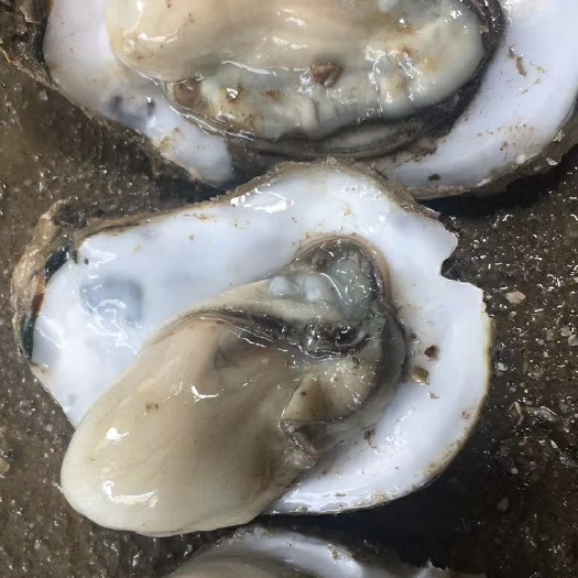 雷州市湛江牡蛎 海水 2-3两/只 冷冻水产