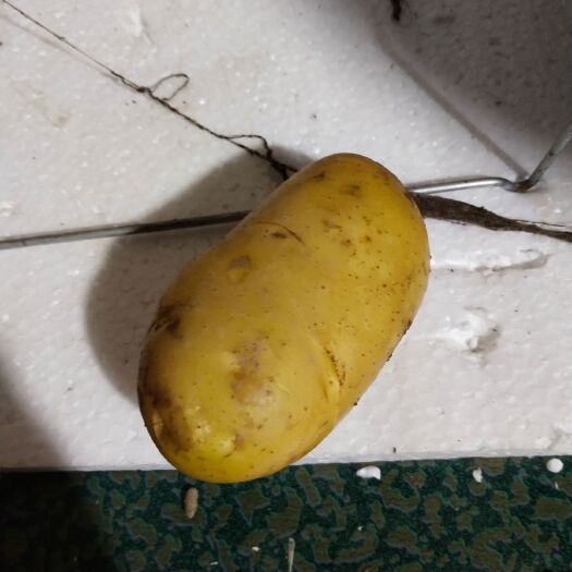 宁乡市新鲜蚕豆 自家种滴新鲜土豆🥔