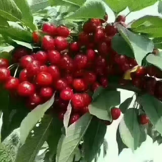 沂水县 露天无公害大樱桃，红灯、美早、水晶、已全面上市